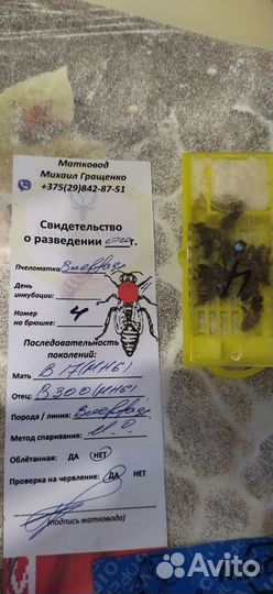 Матки Бакфаст F1 2024