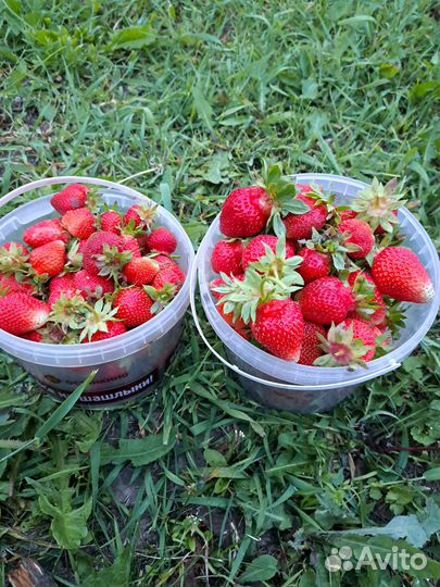 Клубника свежая домашняя