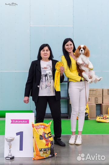 Кавалер кинг чарльз спаниель вязка