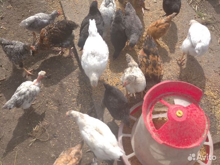 Петушки для откорма и разведения
