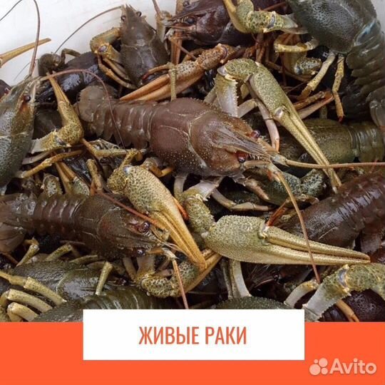 Живые раки