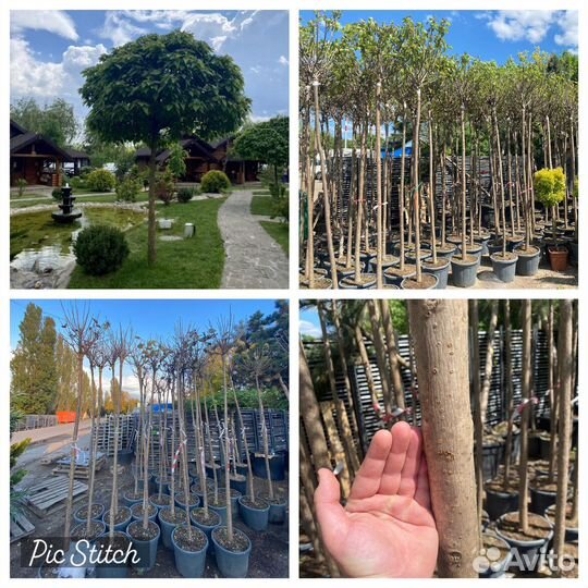 Растения для сада:лиственные,хвойные,деревья и тд