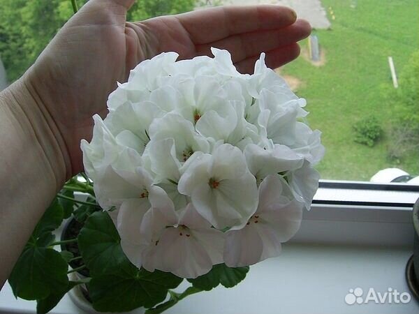 Герань флоксоцветная и др