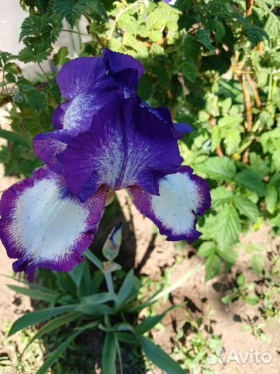 Ирисы бородатые