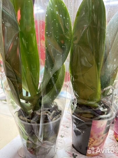 Орхидея фаленопсис