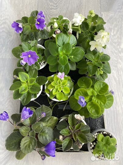 Детки сортовых фиалок