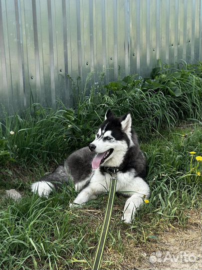 Щенок сибирской хаски