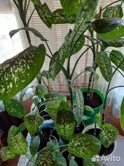 Диффенбахия