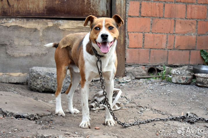 Кабель собака