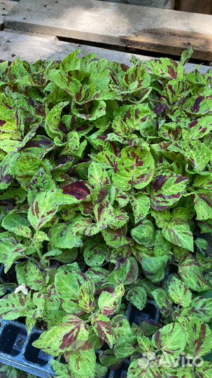 Колеусы и сальвии