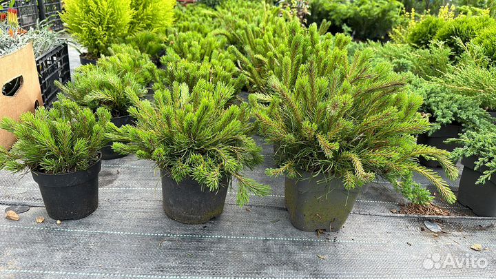 Сосна горная Пумилио