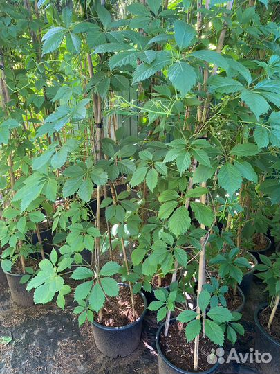 Новинка Девичий виноград 2 м+ в горшках 18 л