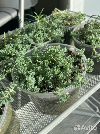 Седум Дасифиллум или поменяюсь