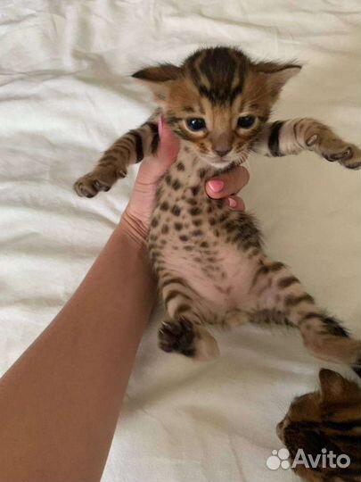 Бенгальские котята