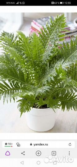 Папоротник садовый