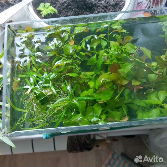 Растения для аквариума прополка
