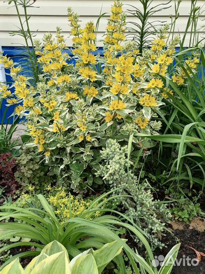 Многолетние цветы