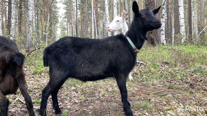 Коза, козлята