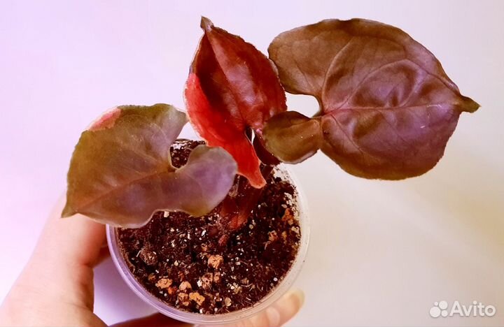 Сингониум Клубничный лед