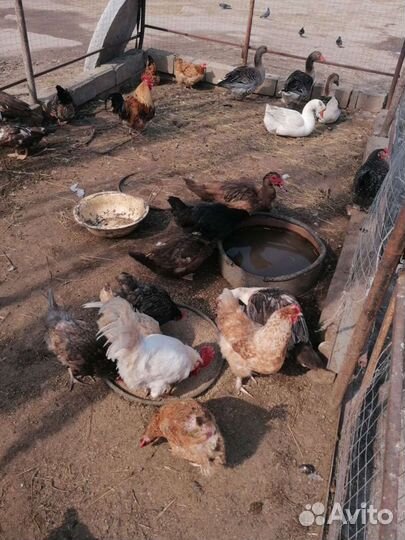 Комбикорм для кур несушек полнорационный