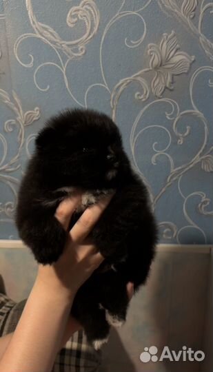 Щенки шпица