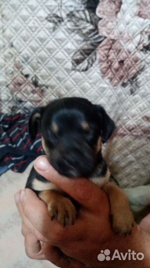 Той-терьер щенки