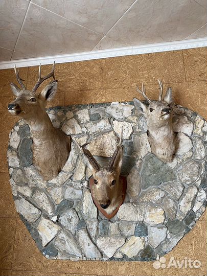 Чучело головы косули