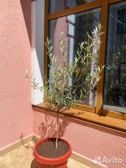 Олива европейская 110 см