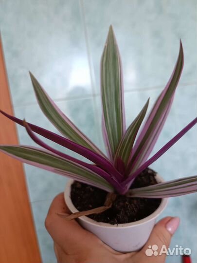 Рео биколор