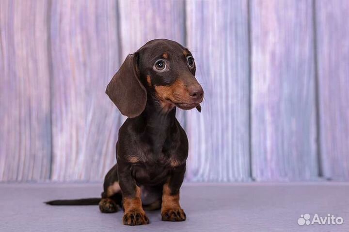 Такса кроличья, очень маленькая девочка