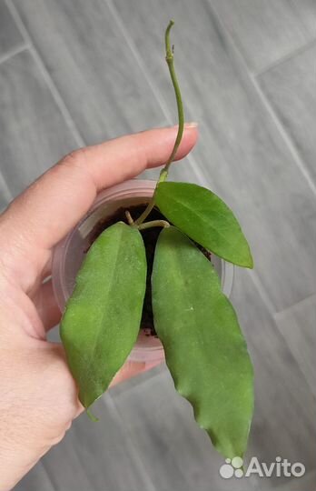 Хойи сортовые