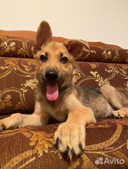 Щенок немецкой овчарки