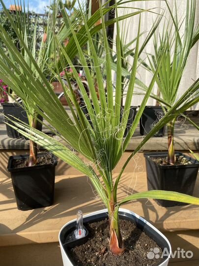 Пальма Вашингтония нитевидная