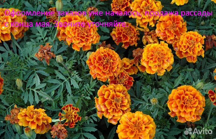 Рассада, астра, портулак, петуния, бархатцы