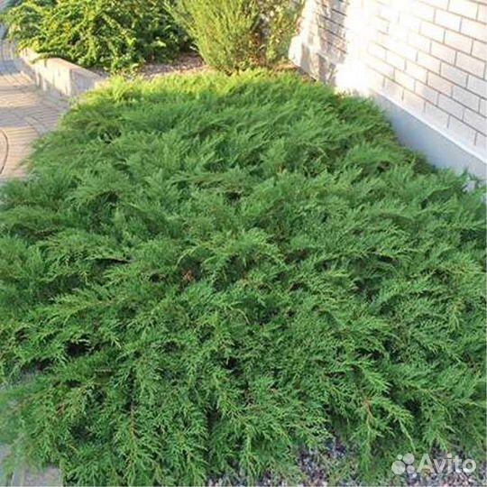 Микробиота