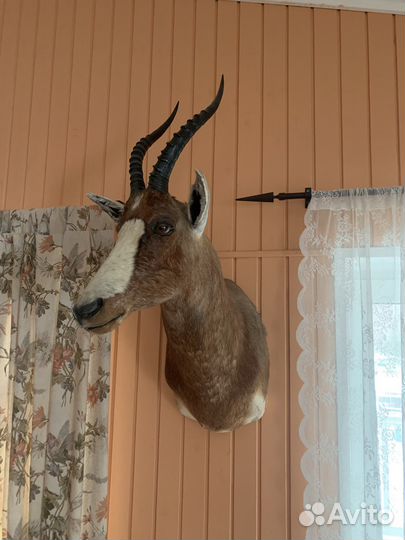 Чучело разных африканских животных