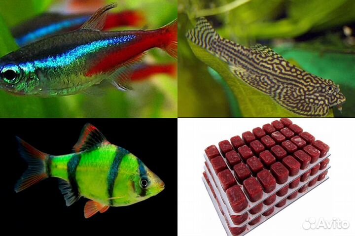 Цихлиды Цихлозомы Барбусы Мотыль Артемия Циклоп