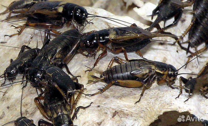 Кормовые насекомые сверчок, зофобас, таракан, мыши