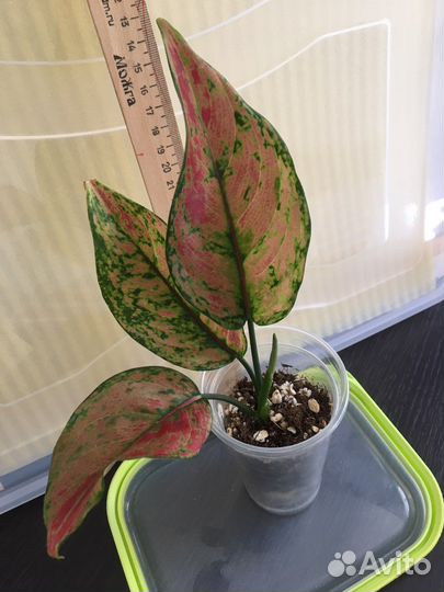 Аглаонемы тайские