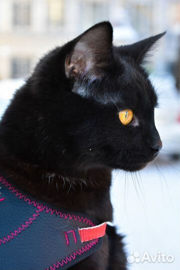 Ищет дом молодой котик