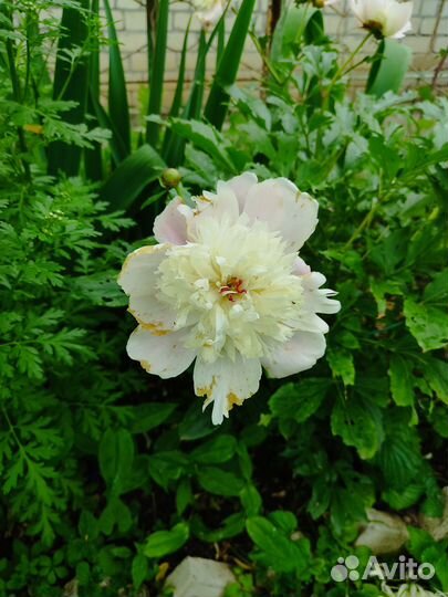 Саженцы садовых цветов