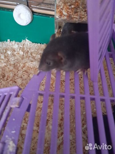 Крыса дамбо