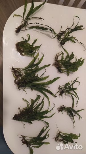 Аквариумные растения