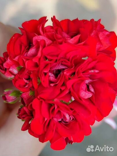 Сортовые герани