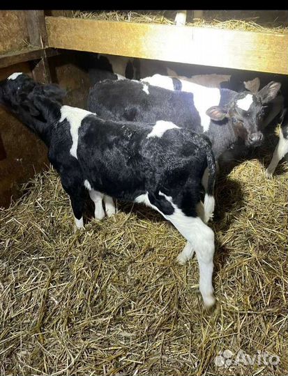 Бычки и тёлочки