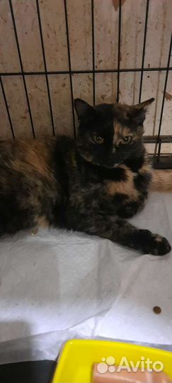 Кот и кошка