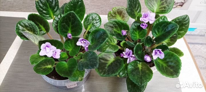 Фиалка ретро-сорт Поль Баньян