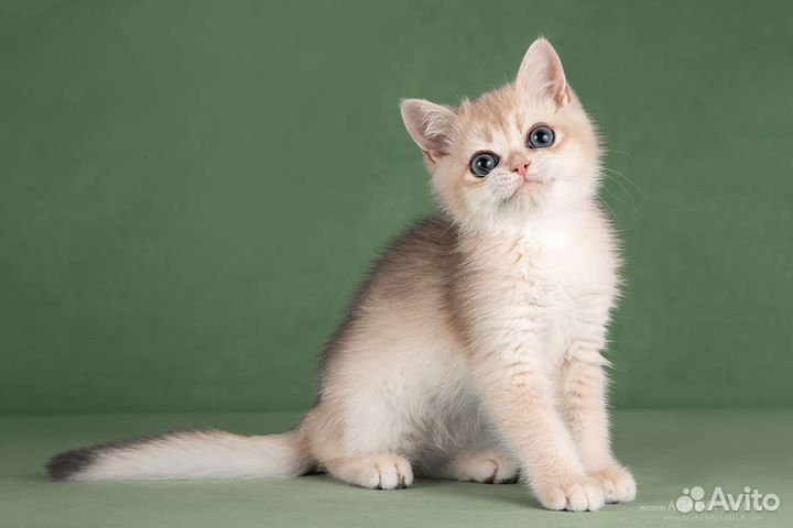 Мальчик голубое золото Rolls-Royce