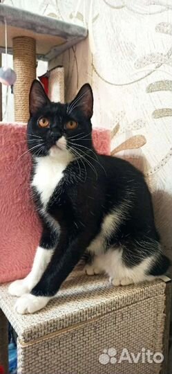 Кошка в дар