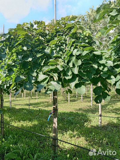 Вяз Кампердауни